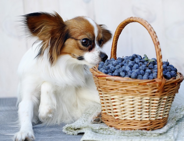 La race de chien Papillon se trouve près d'un panier avec Prunus spinosa