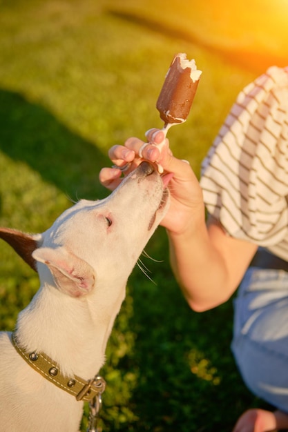 La race de chien parson russell terrier joue dans un parc verdoyant avec son propriétaire à l'heure d'été ou au début de