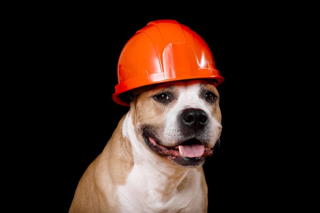 Race de chien pit-bull terrier dans un casque de construction isolé sur fond noir