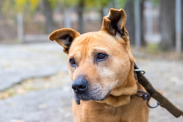 Race de chien pit bull terrier avec un look mignon avec un collier sur une chaîne