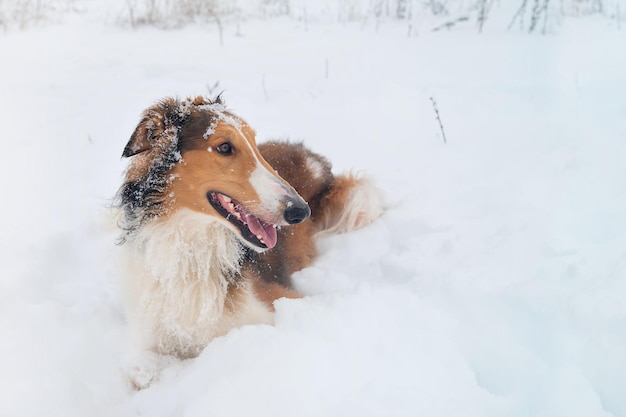 Race de chien rouge lévrier russe joue dans la neige