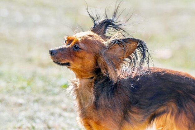 Race de chien russe toy terrier sur un arrière-plan flou par temps ensoleillé