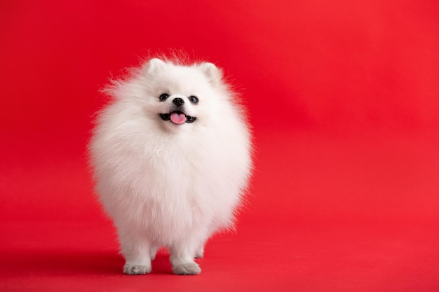 Race de chien Spitz Pomeranian se dresse sur un fond rouge