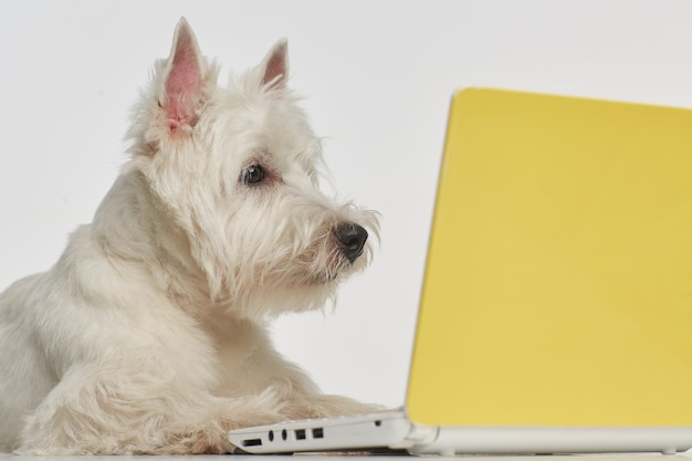 Race de chien West Highland White Terrier travaillant devant un ordinateur Photo de haute qualité