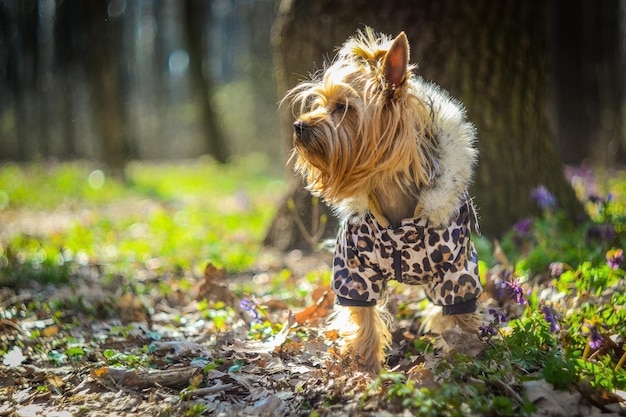 Race de chien Yorkshire Terrier standard dans une veste marche sur l'herbe