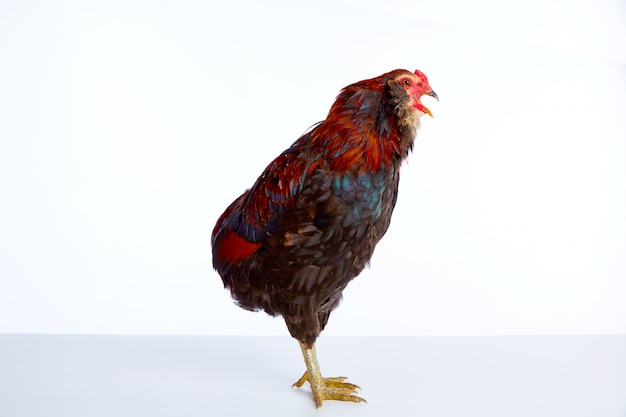 Photo race d'egger de coq araucana mâle