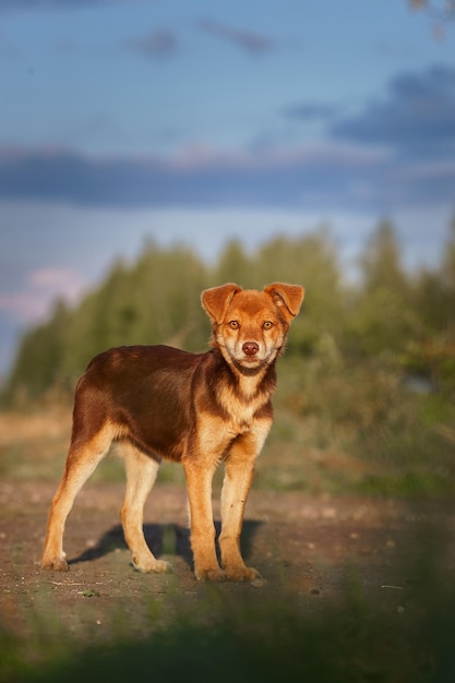 race mixte belle chienne rouge à l'extérieur en été