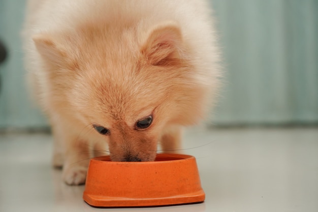 race de petit chien pour poméranie