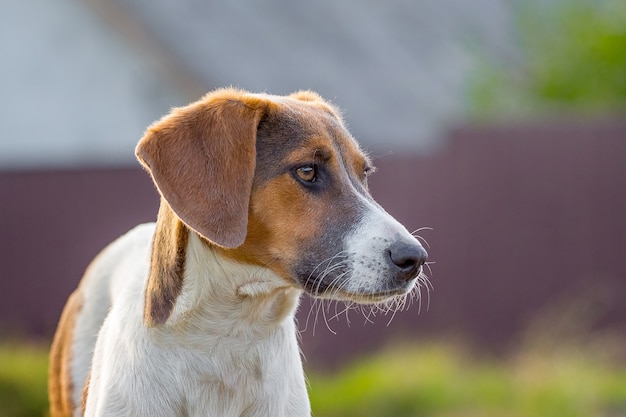 Races de chiens lévrier estonien, portrait gros plan de profil