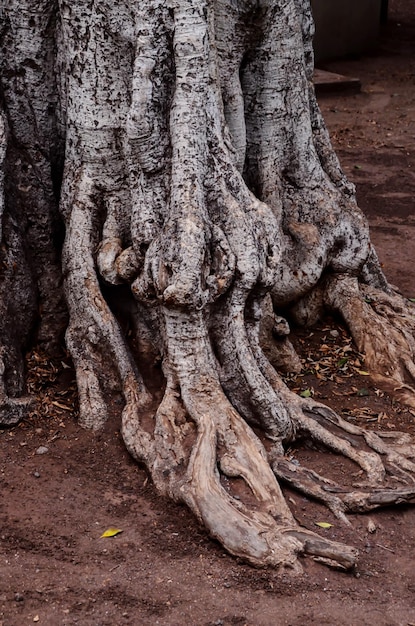 Racine de l'arbre dans le sol