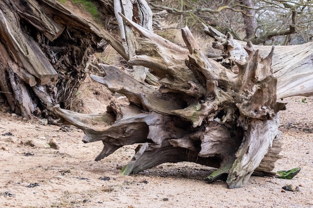 Racine d'arbre érodée complexe