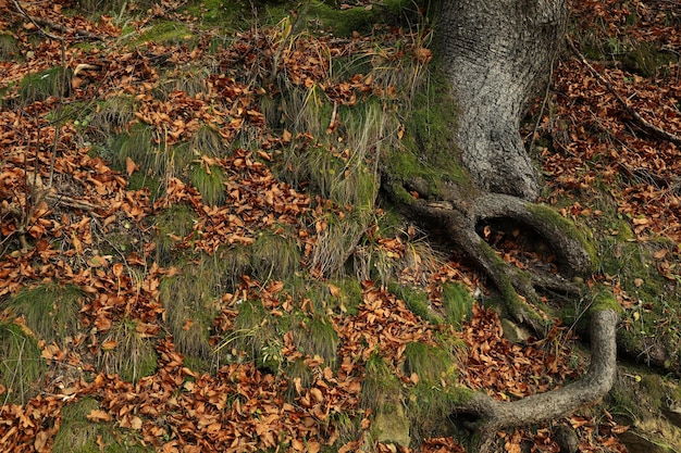 Racine d'arbre avec de la mousse en journée d'automne