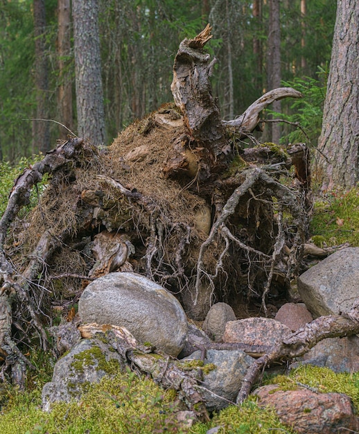 Racine d'arbre sèche avec les racines tournées vers l'extérieur