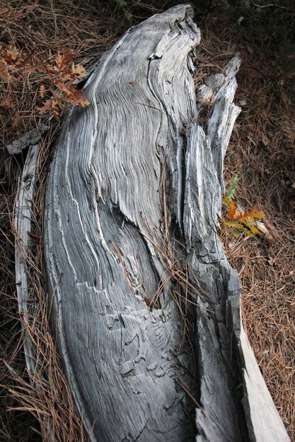 racine d&#39;arbre