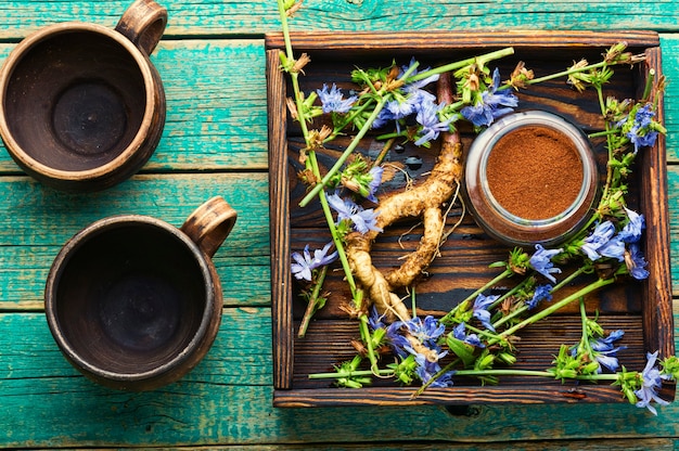 Racine de chicorée et fleurs de chicorée sur fond de bois rustique, médecine alternative.Cichorium intybus.Boisson à la chicorée