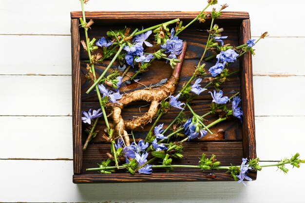 Racine de chicorée et fleurs de chicorée, mauvaises herbes. Plante sauvage en phytothérapie. Substitut de café