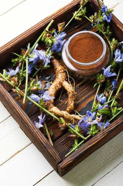 Racine de chicorée et fleurs de chicorée, mauvaises herbes. Plante sauvage en phytothérapie.