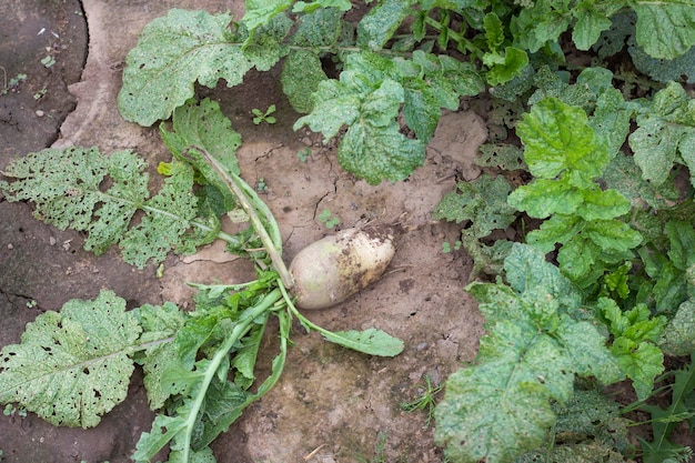 Racine de navet vert allongé sur un lit de navets verts dans le jardin