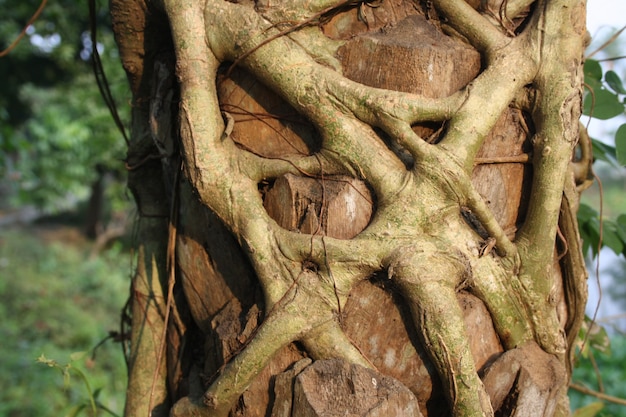 Les racines de l'arbre bot