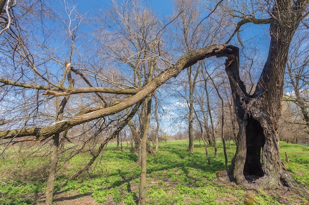 Racines de l'arbre cassé