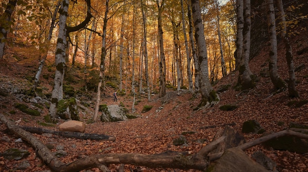 Racines d'un arbre qui sort du sol