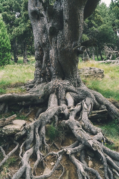 Photo les racines de l'arbre