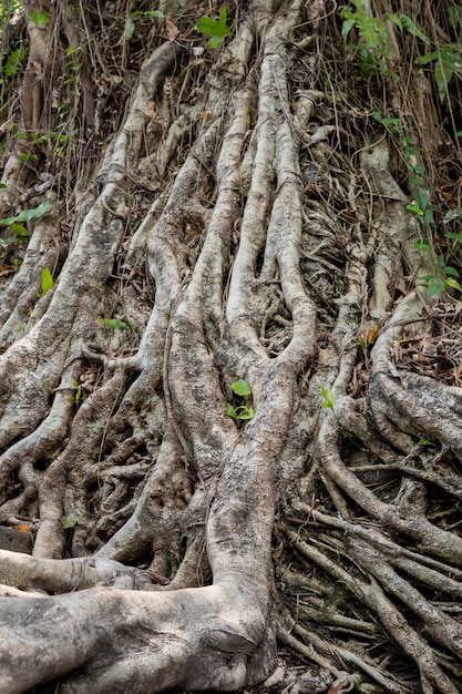 Racines d'un arbre