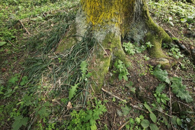 les racines de l'arbre