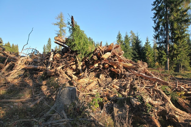 Les racines des arbres après le nettoyage de la forêt placées sur le tas, les arbres avec un ciel clair au-dessus de l'arrière-plan