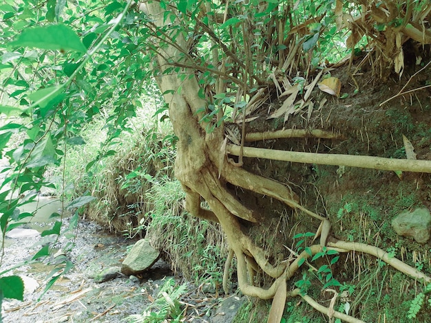 Racines d'arbres au bord de la rivière tropicale