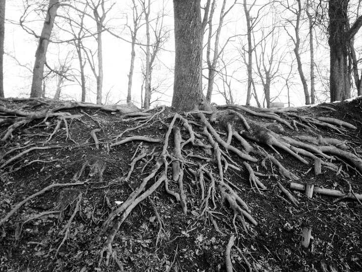 Photo racines d'arbres dans la forêt