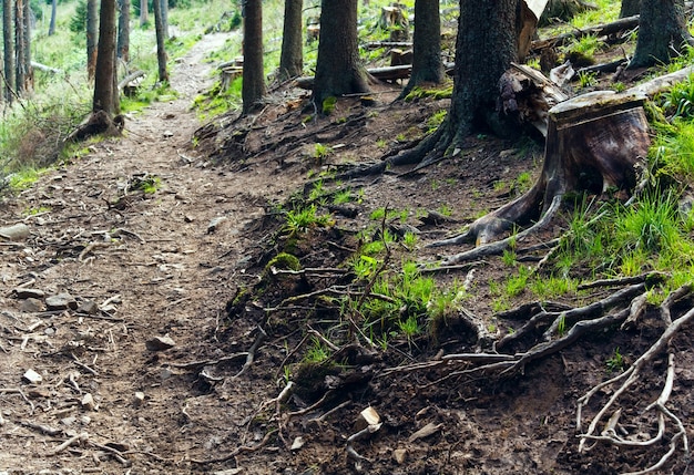 Racines d'arbres, gros plan dans la forêt d'été