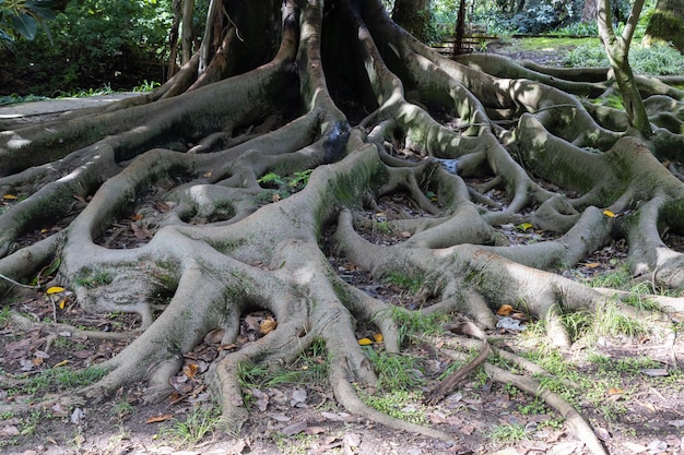Des racines d'arbres massives sortent du sol