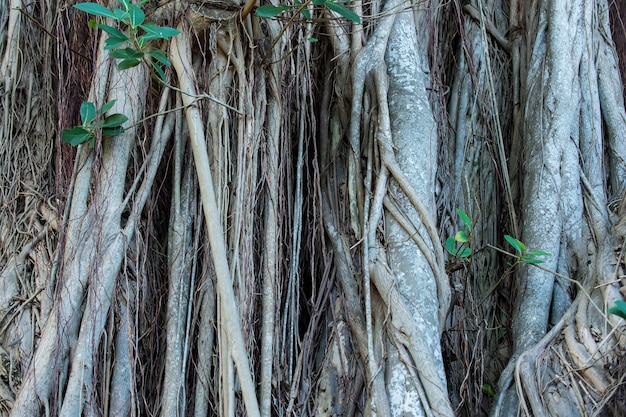 Racines d'arbres poussant sur une tige ou un tronc ligneux sur fond naturel. Partie de plante d'ancrage, d'absorption et de soutien. Flore et nature. Faune