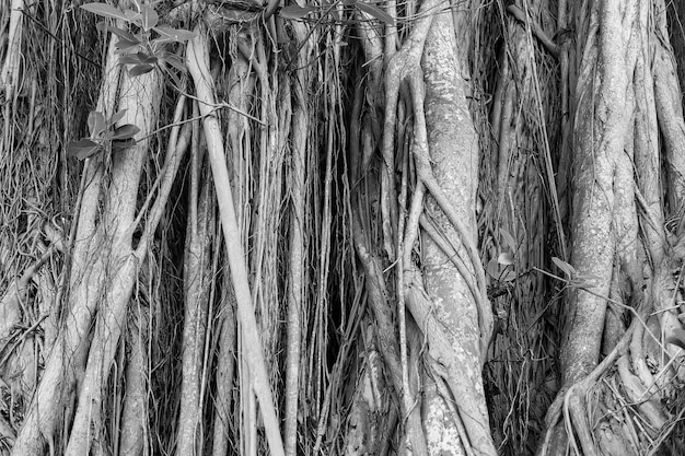 Racines d'arbres poussant sur une tige ou un tronc ligneux sur fond naturel Partie de plante pour ancrer absorber et soutenir Flore et nature Faune