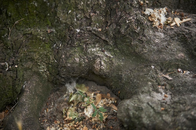 Les racines des arbres qui dépassent du sol gros plan de grandes racines de vieil arbre qui dépassent du sol