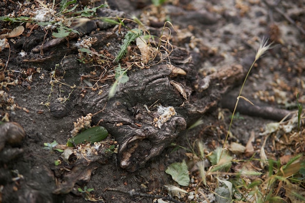 Les racines des arbres qui dépassent du sol gros plan de grandes racines de vieil arbre qui dépassent du sol