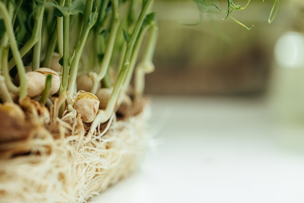 Racines de buisson microgreen close up sur fond flou