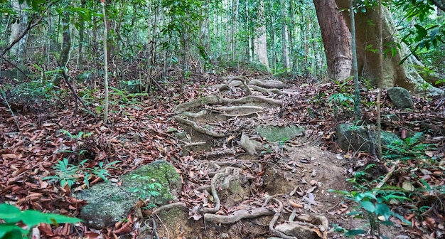 Racines sur le chemin du sommet de la colline de Khoa Ra, Phangan. Thaïlande