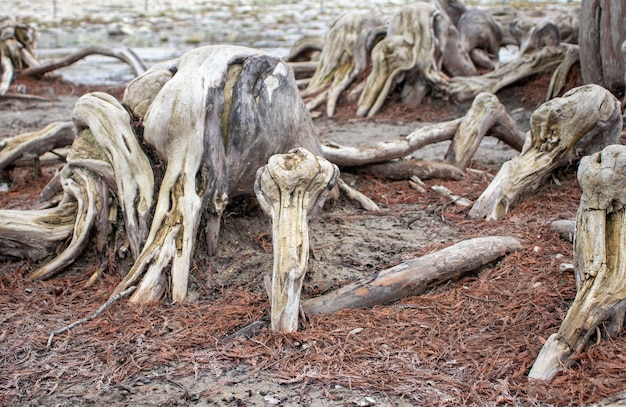 Racines de cyprès dans le lac asséché