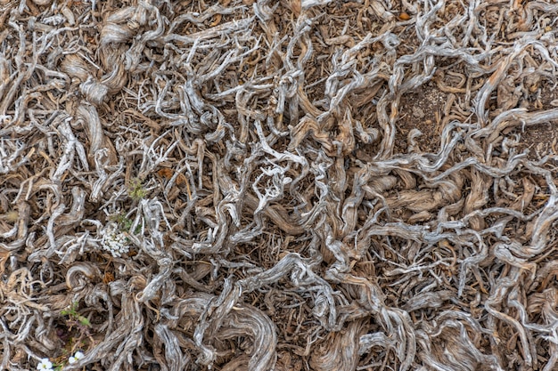 Les racines entrelacées des plantes périssent sur un sol aride