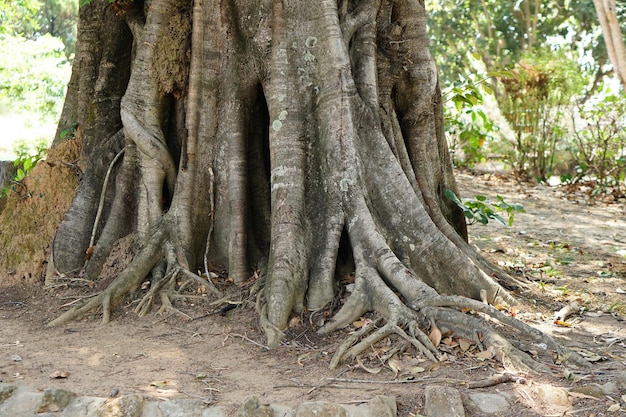 Racines d'un grand arbre Bodhi