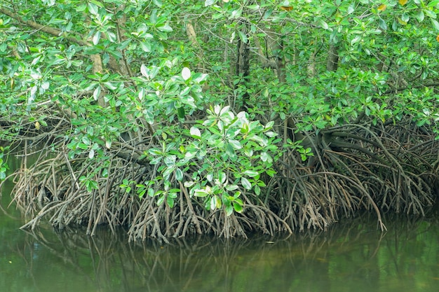 Les racines des mangroves qui poussent au-dessus de l'eau de mer