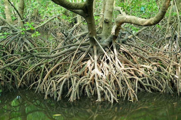 Photo les racines des mangroves qui poussent au-dessus de l'eau de mer