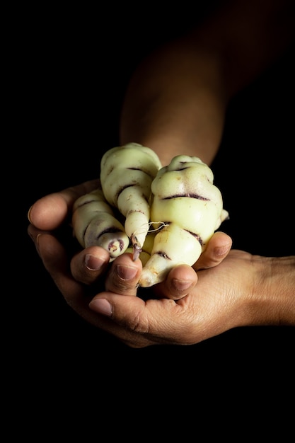 Racines de Mashua un légume andin dans les mains