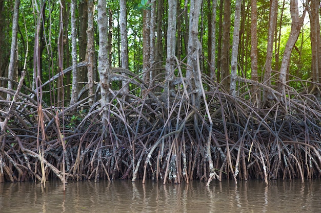 racines de palétuviers. Dans la fertile forêt de mangroves.