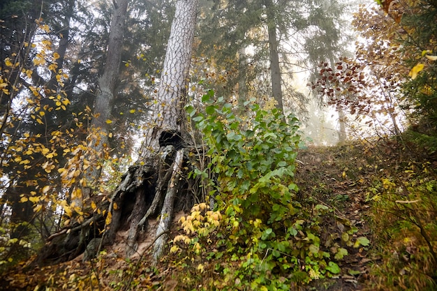 Racines de pin. Forêt brumeuse d'automne. Troncs et arbres. Nature du matin dans un brouillard