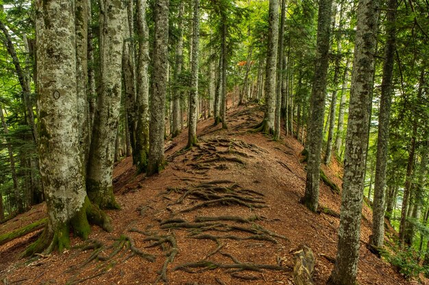 Racines tordues d'arbres dans la forêt de montagne