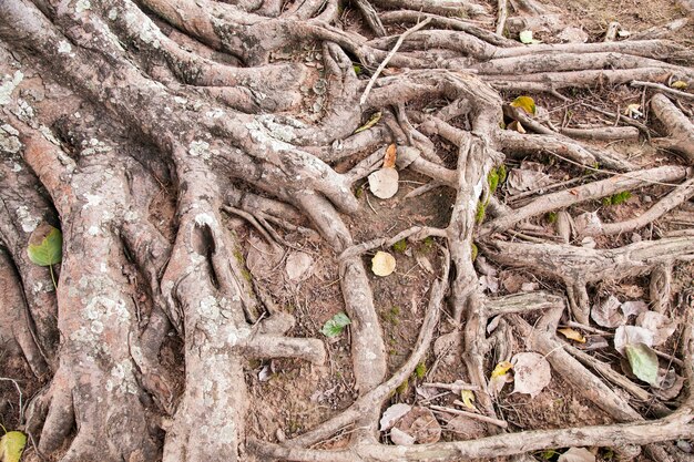 Racines D'un Vieil Arbre