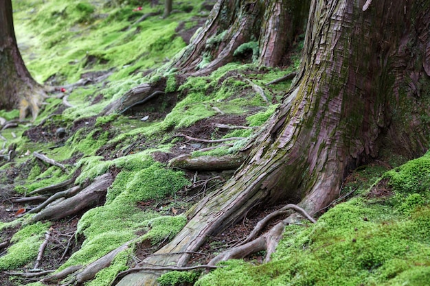 Racines des vieux arbres sur le sol de mousse